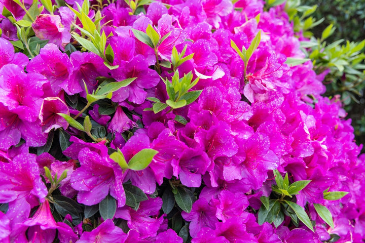 Azalea Formosa