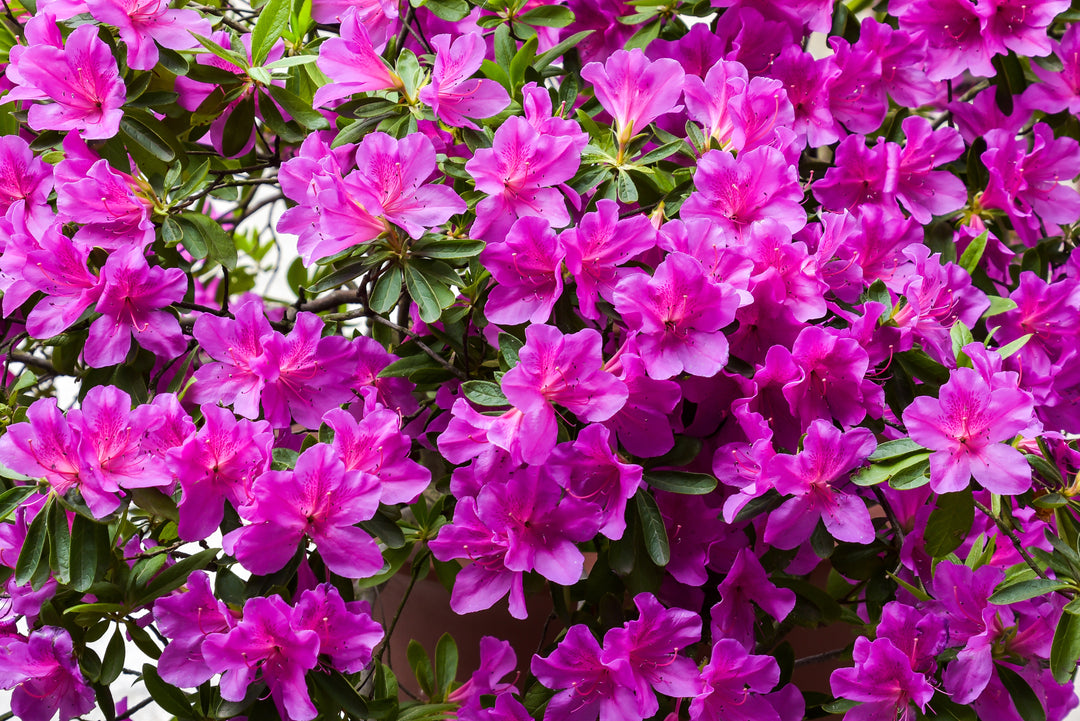 Azalea Formosa