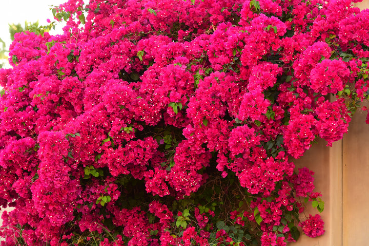 Barbara Karst Bougainvillea Vine