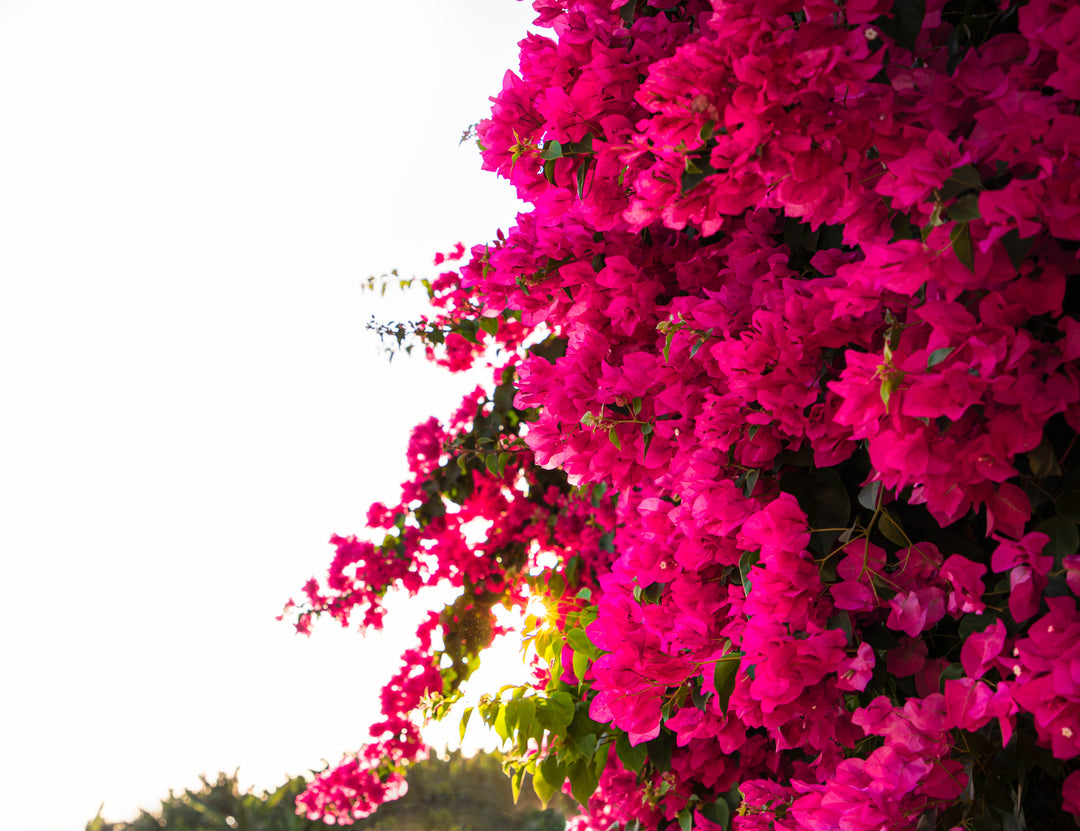 Barbara Karst Bougainvillea Vine