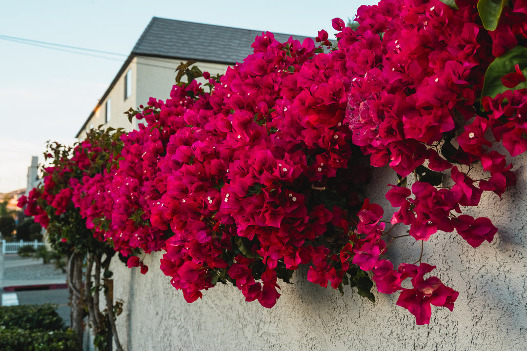 Barbara Karst Bougainvillea Vine