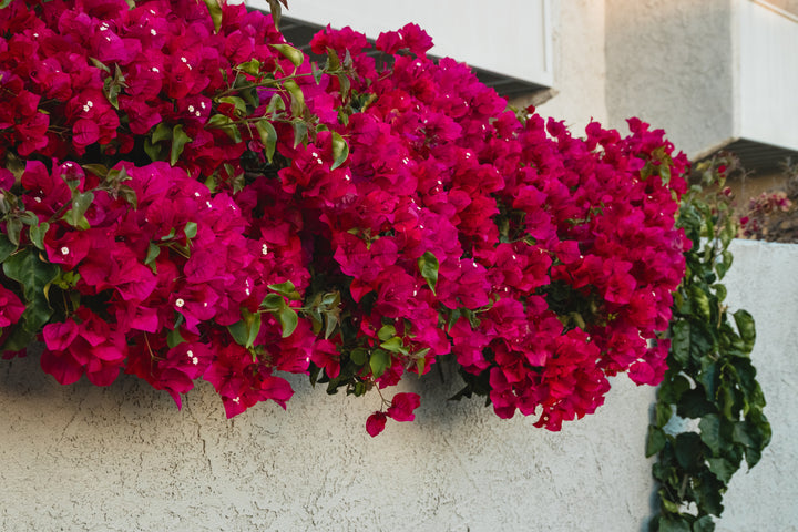 Barbara Karst Bougainvillea Vine