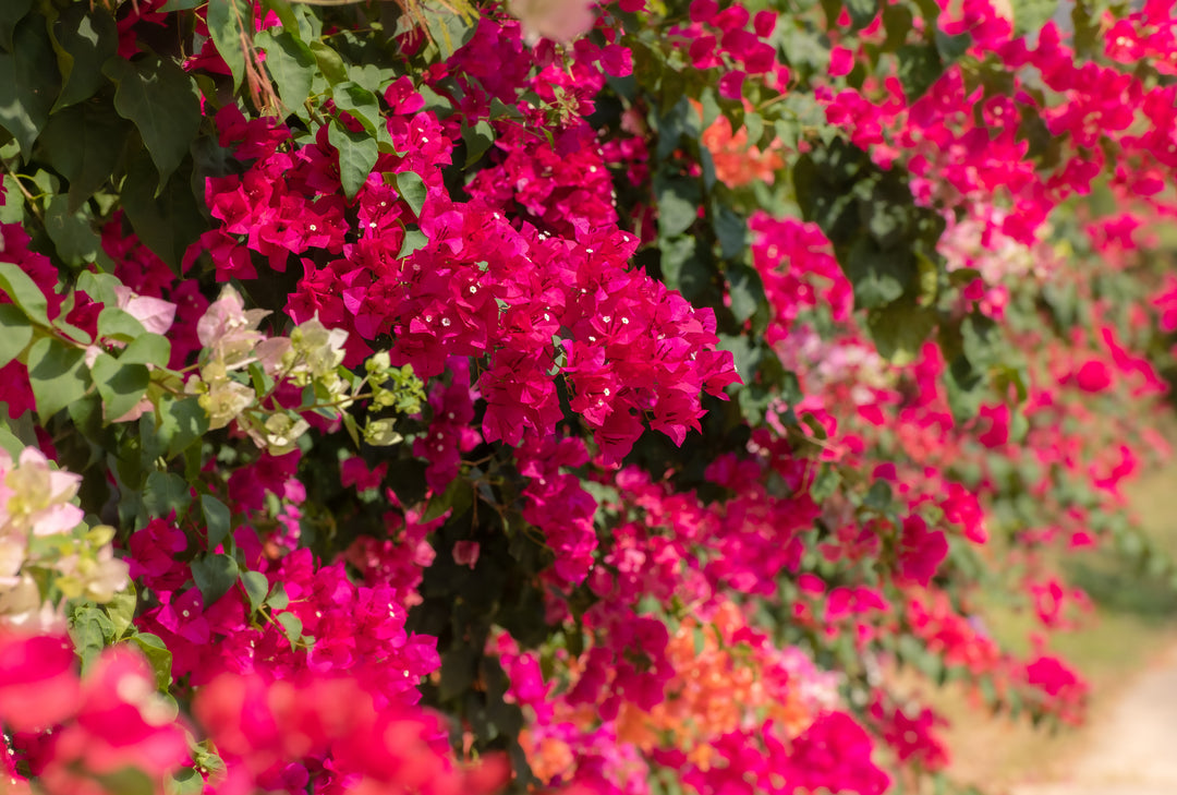 Barbara Karst Bougainvillea Vine