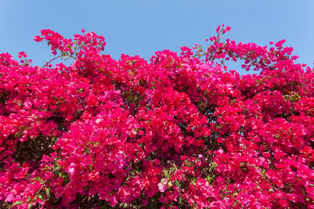 Barbara Karst Bougainvillea Vine