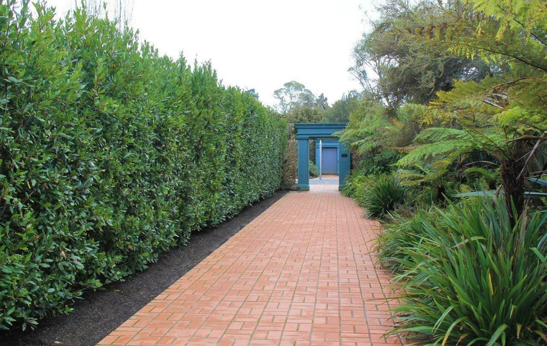 Bay Laurel - 15 Gallon Column