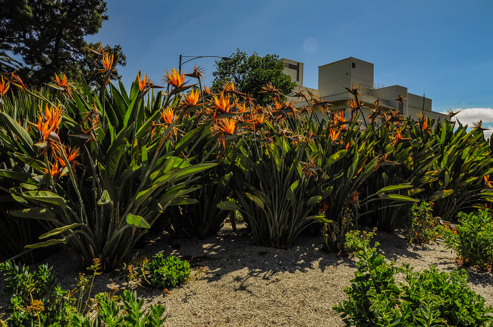 Strelitzia reginae Bird of Paradise - 5 Gal