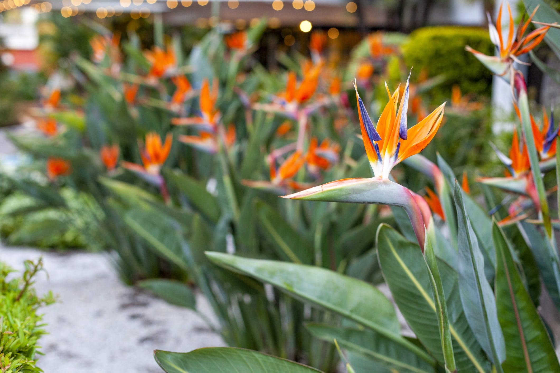 PlantClearance Strelitzia reginae Bird of Paradise - Thumbnail 4