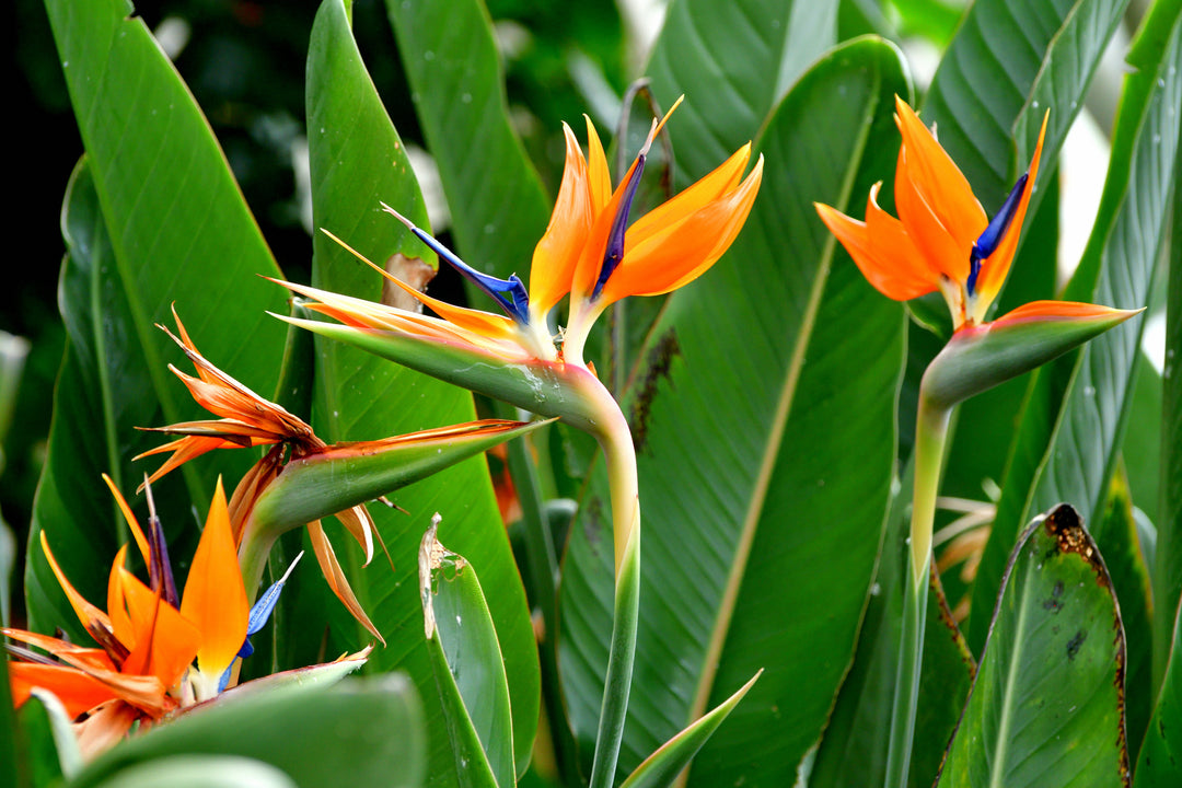 Strelitzia reginae Bird of Paradise - 5 Gal