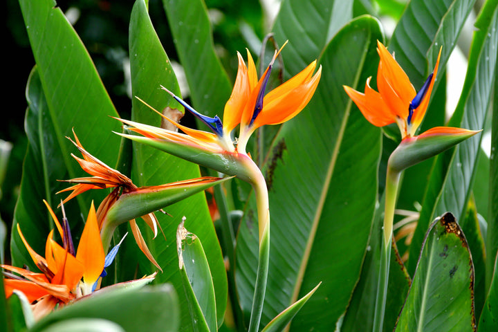 Strelitzia reginae Bird of Paradise - 5 Gal
