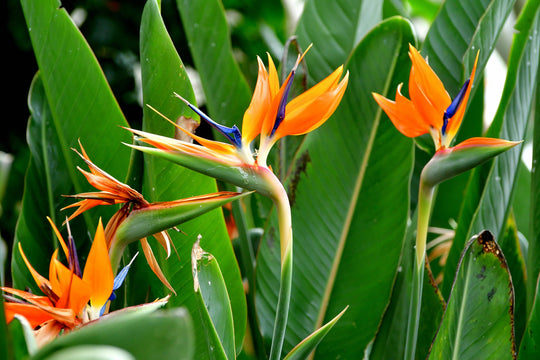 Strelitzia reginae Bird of Paradise - 5 Gal