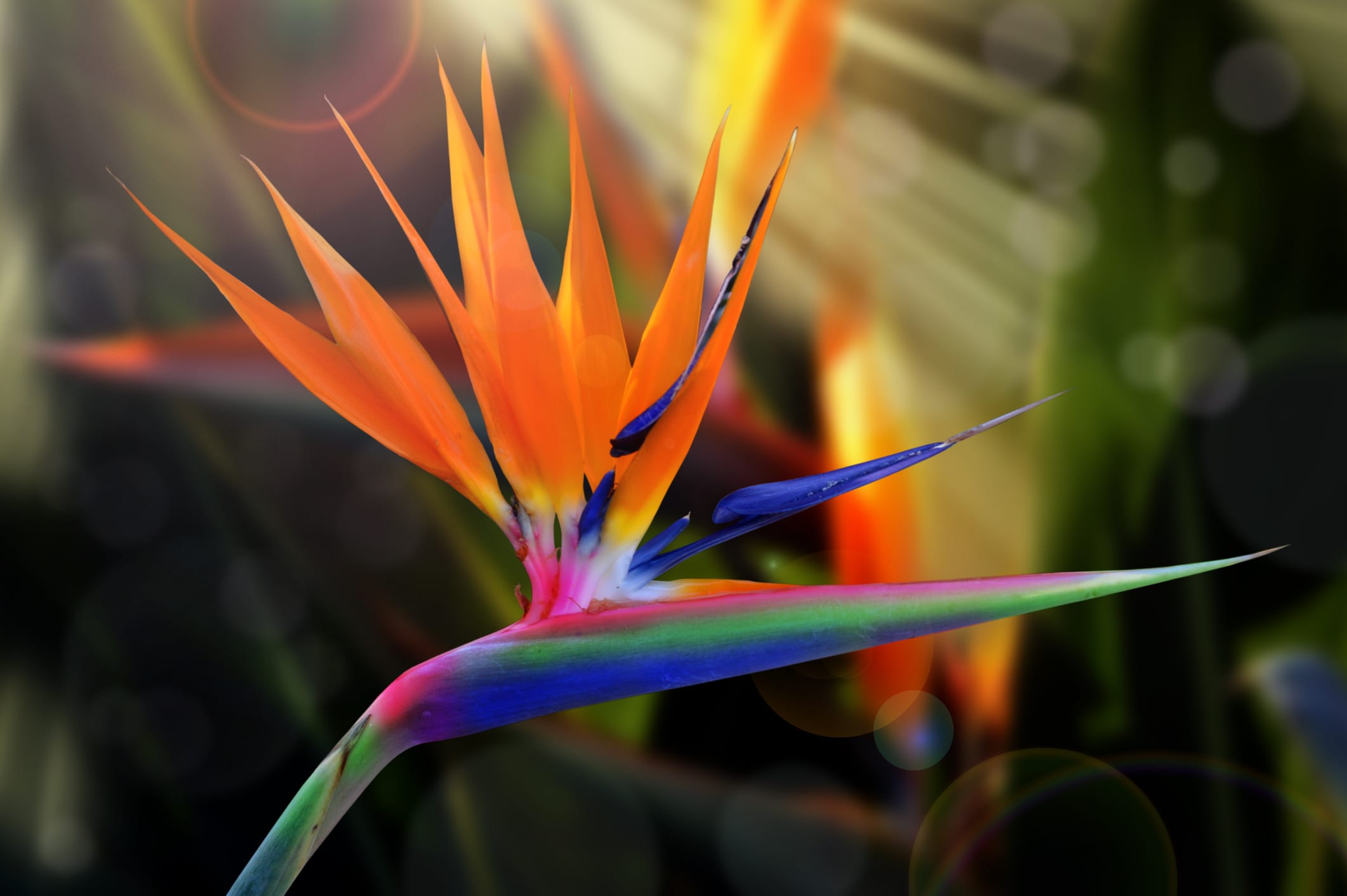 PlantClearance Strelitzia reginae Bird of Paradise - Thumbnail 2