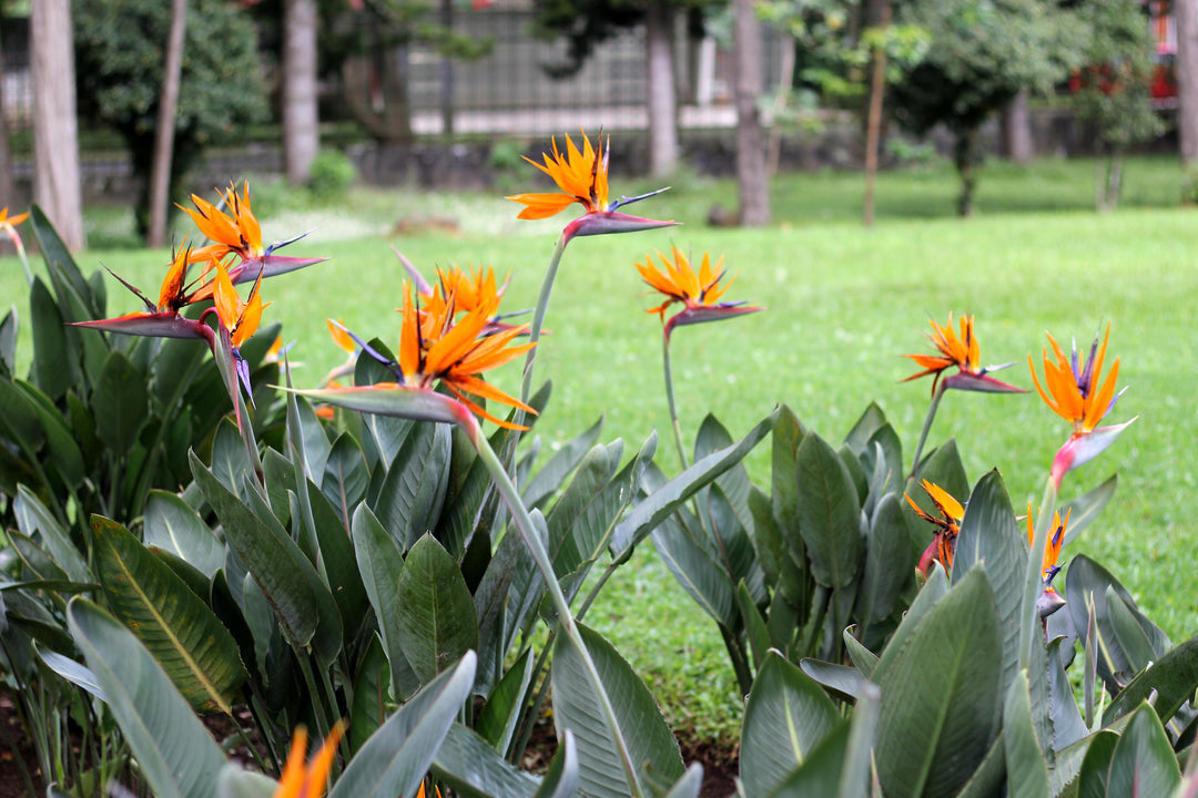 Strelitzia reginae Bird of Paradise - 5 Gal