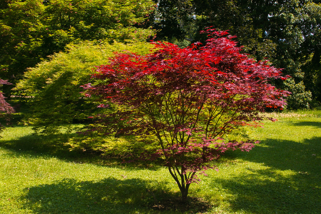 Bloodgood Japanese Maple