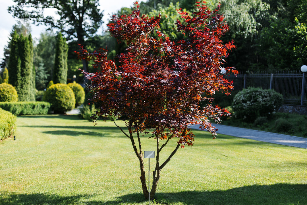 Bloodgood Japanese Maple