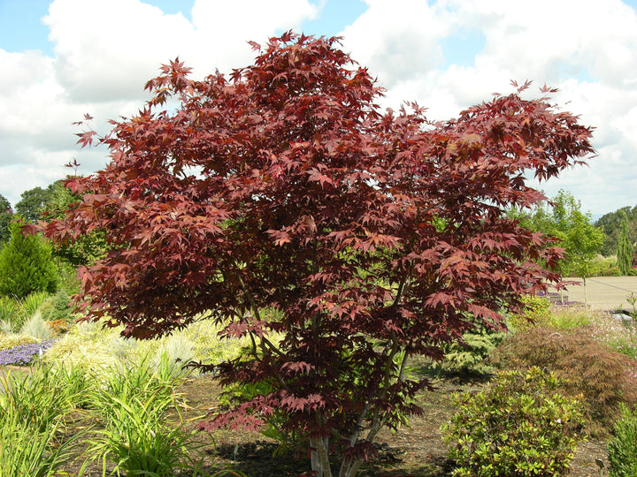 Bloodgood Japanese Maple