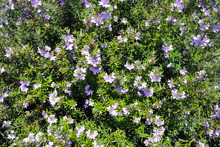 Blue Gem Westringia - 5 Gallon