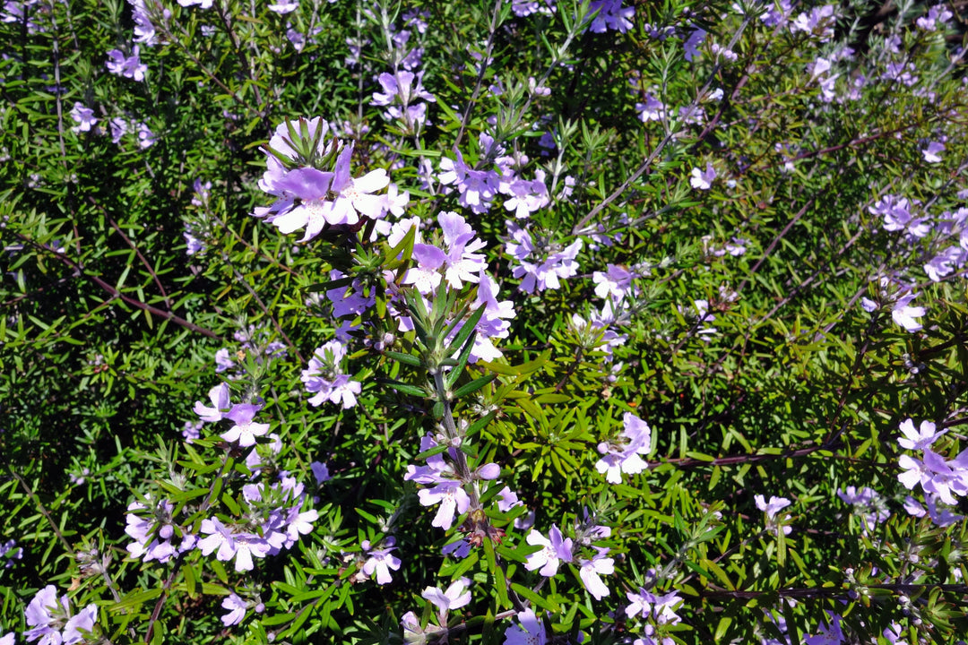 Blue Gem Westringia - 5 Gallon