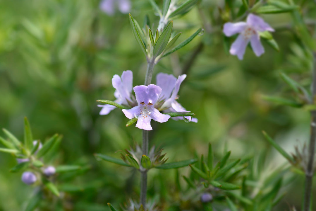 Blue Gem Westringia - 5 Gallon