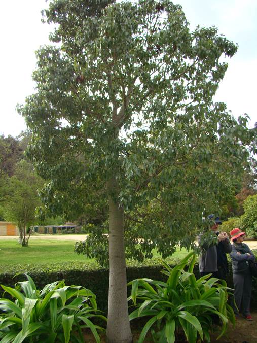 Bottle Tree (Brachychiton populneus) - 24" Box