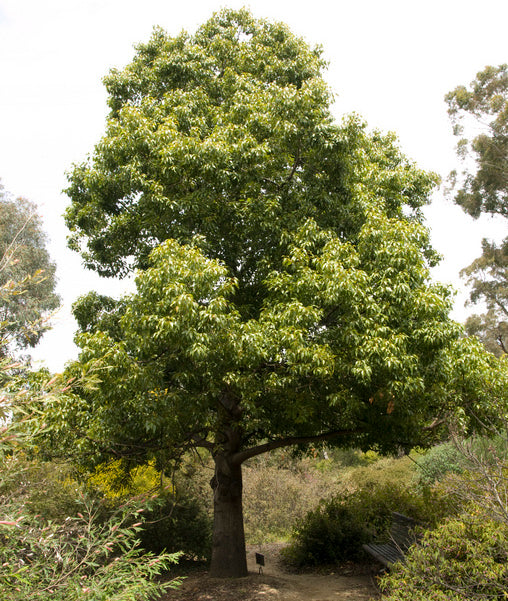 Bottle Tree (Brachychiton populneus) - 24" Box