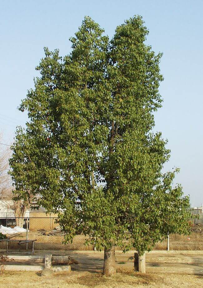 Bottle Tree (Brachychiton populneus) - 24" Box