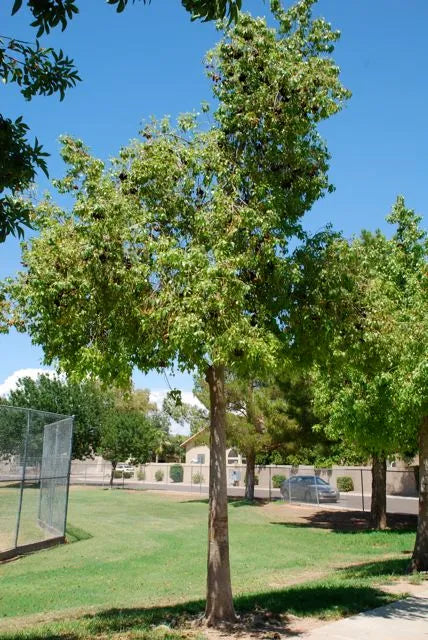 Bottle Tree (Brachychiton populneus) - 24" Box
