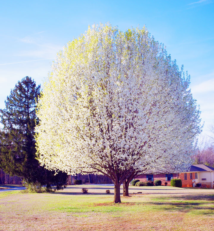 Bradford Pear Tree