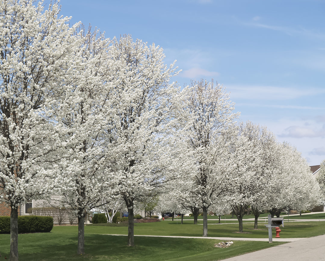 Bradford Pear Tree