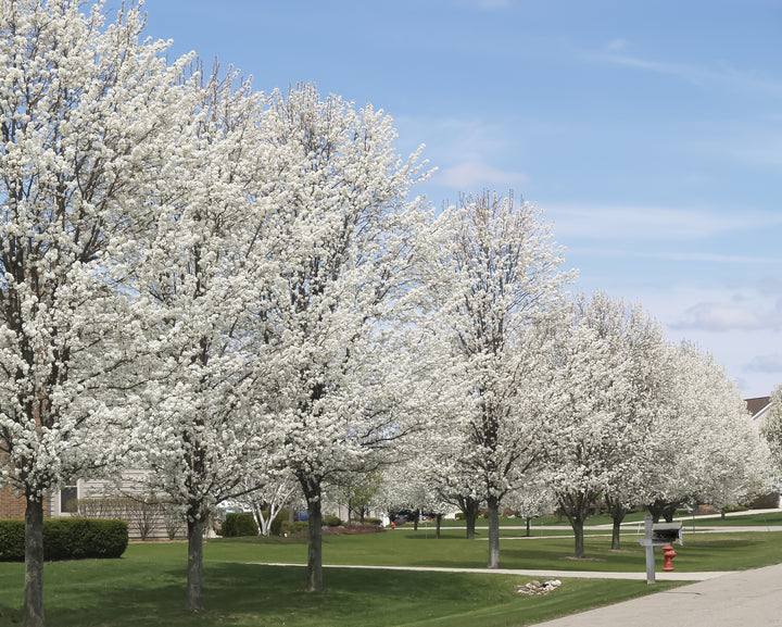 Bradford Pear Tree