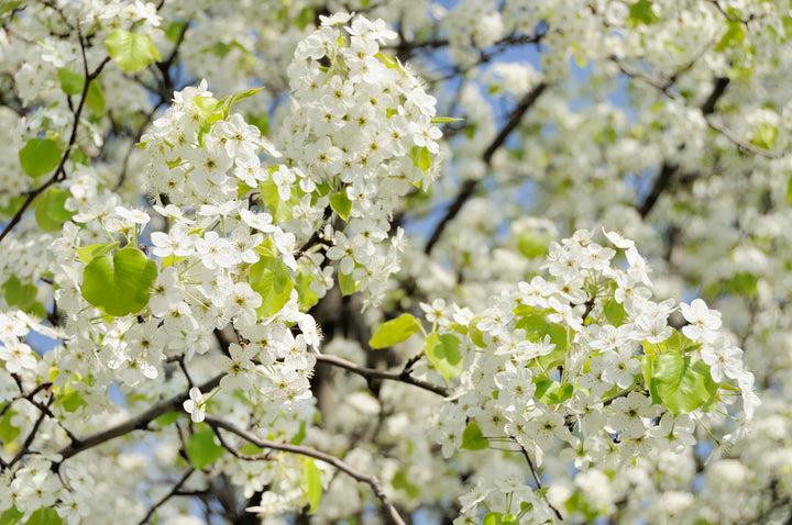 Bradford Pear Tree