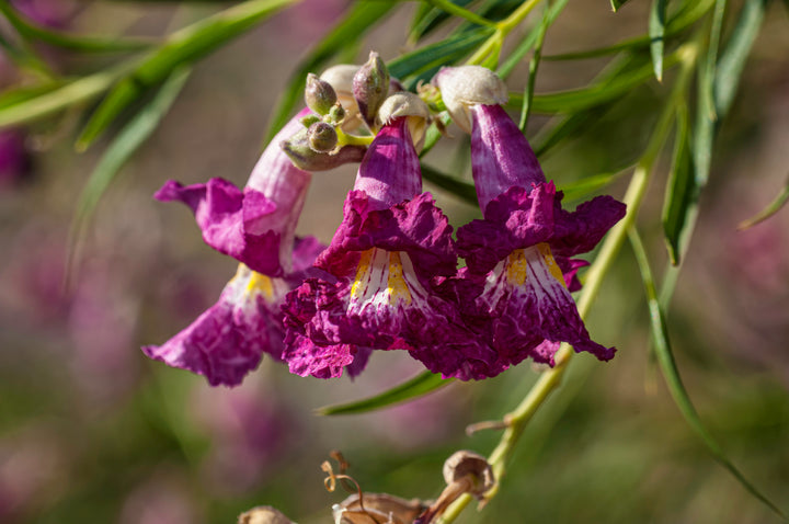 Burgundy Desert Willow Tree