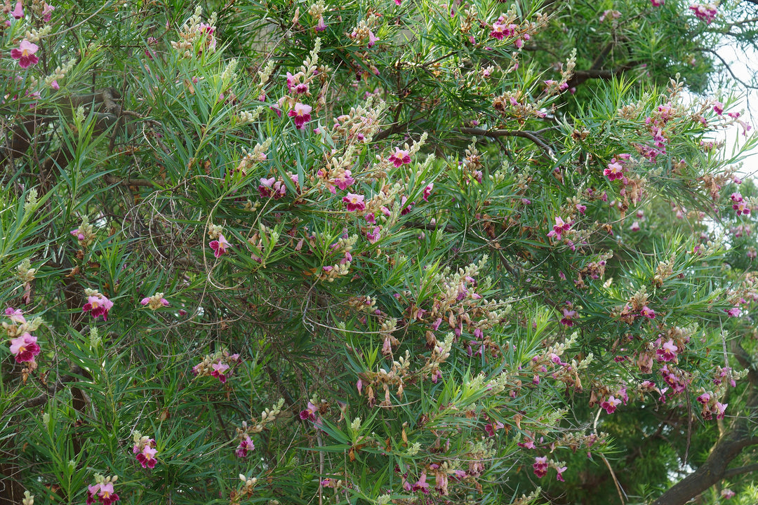 Burgundy Desert Willow Tree