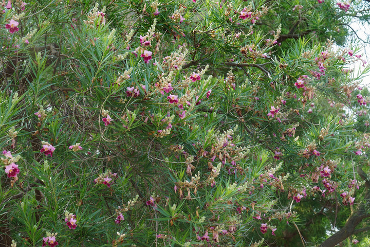 Burgundy Desert Willow Tree