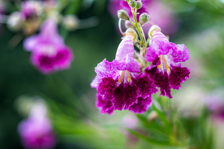 Burgundy Desert Willow Tree