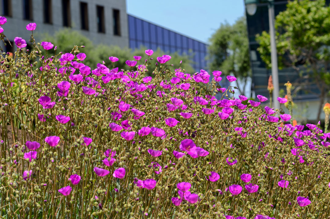 Calandrinia grandiflora 'Rock Purslane'