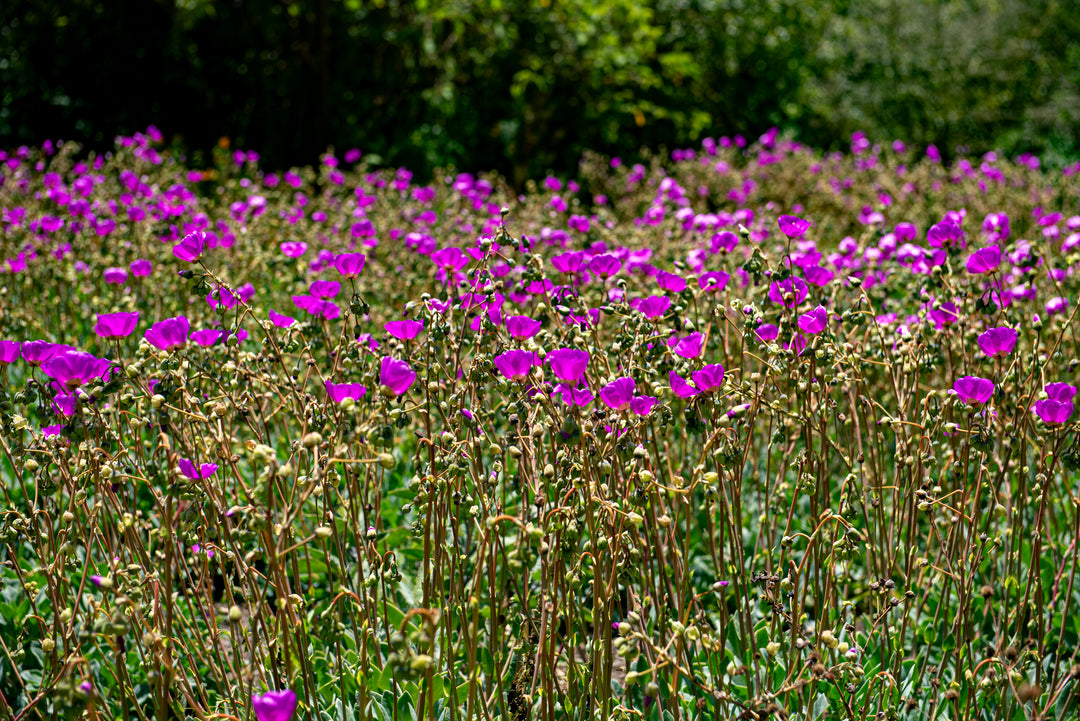 Calandrinia grandiflora 'Rock Purslane'