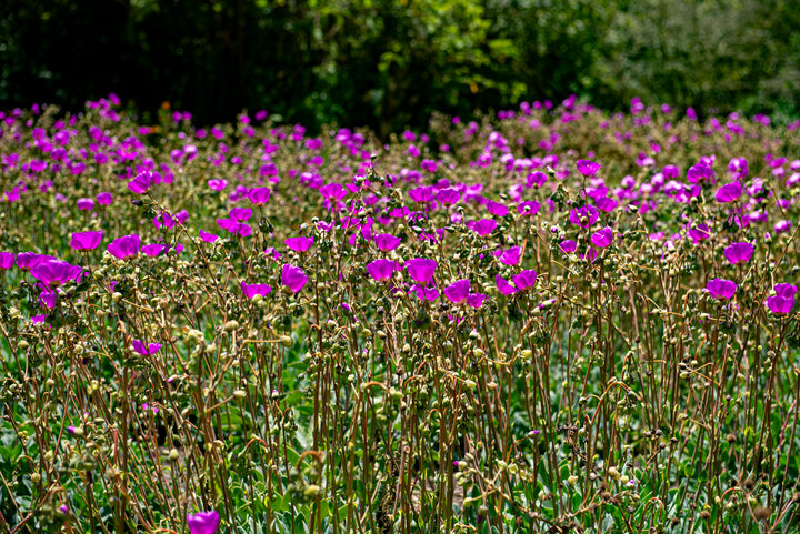 Calandrinia grandiflora 'Rock Purslane'