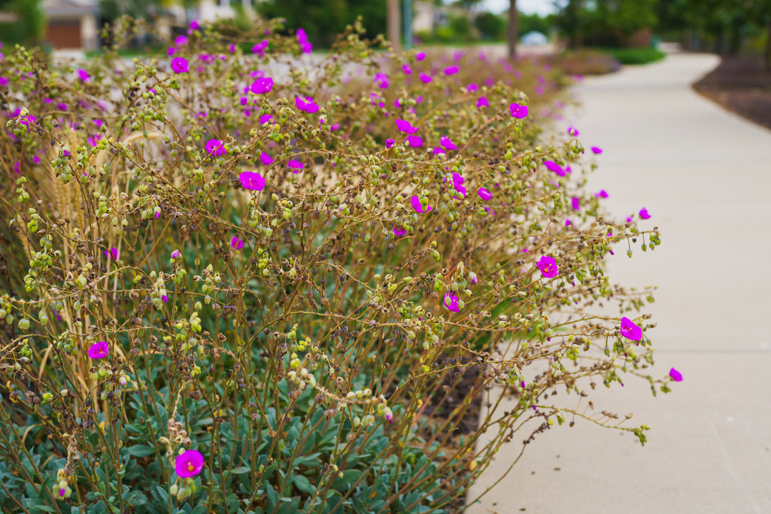 calandrinia plant succulent Calandrinia grandiflora - 5 Gallon