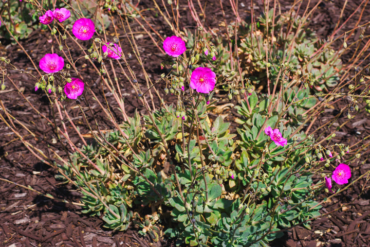 Calandrinia grandiflora 'Rock Purslane'
