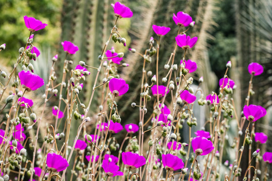 Calandrinia Grandiflora Rock Purslane Plant