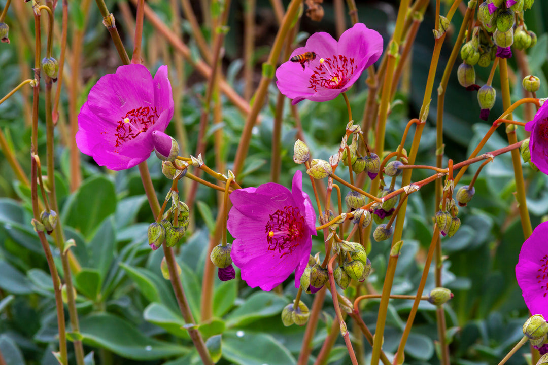 rock purslane succulent Calandrinia grandiflora 'Rock Purslane'