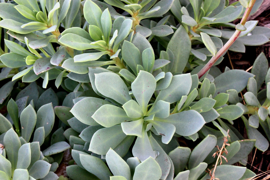 Calandrinia grandiflora 'Rock Purslane'