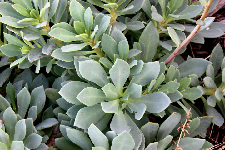 Calandrinia grandiflora 'Rock Purslane'