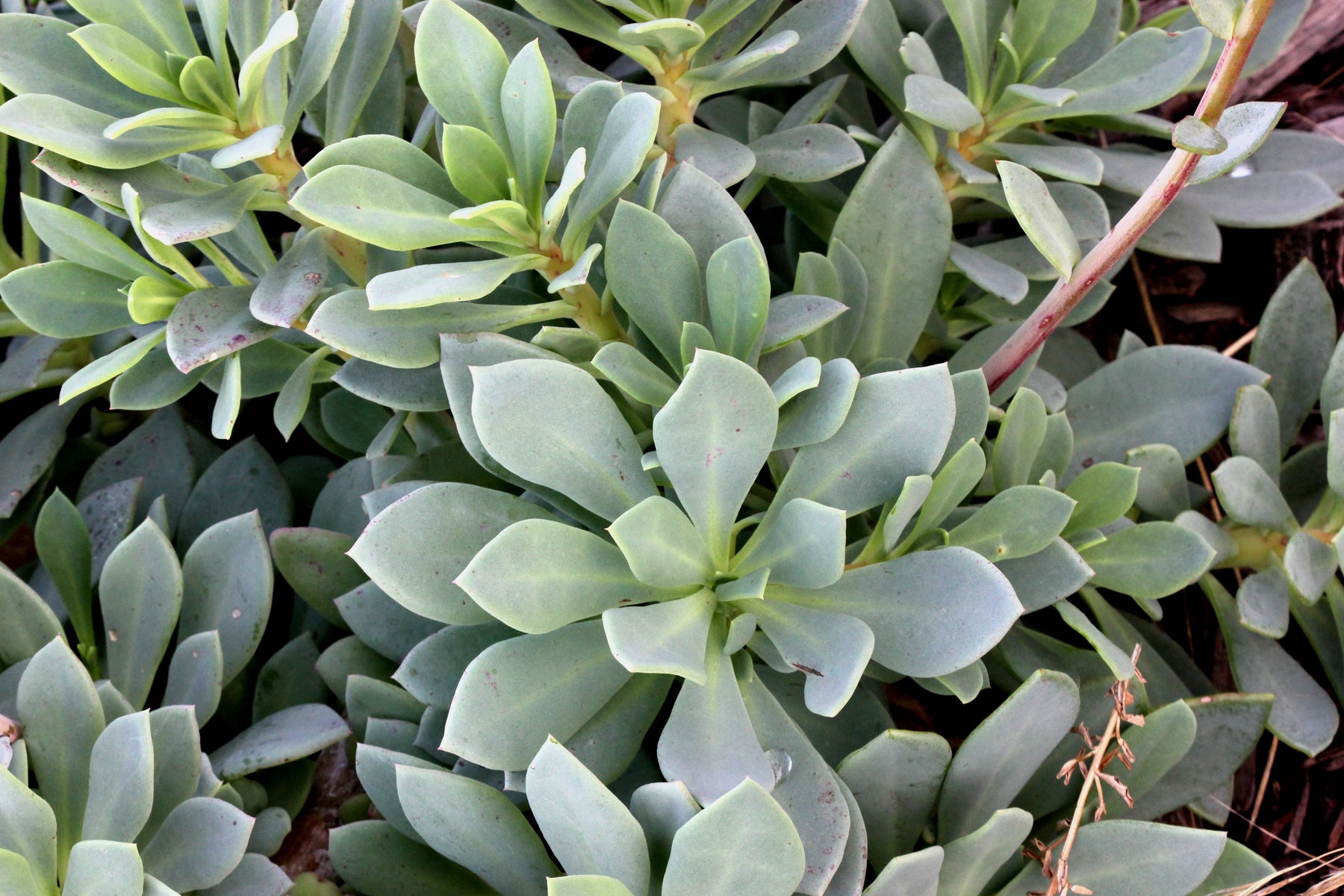 succulent calandrinia Calandrinia grandiflora - 5 Gallon