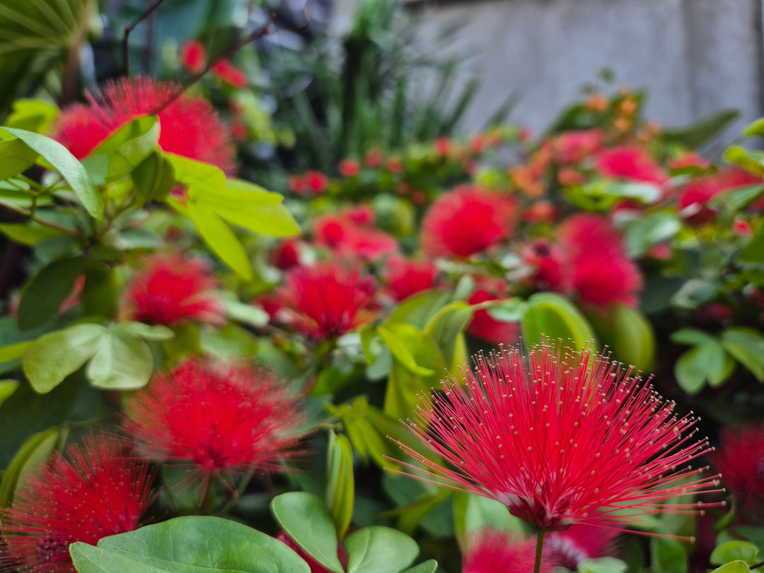 Calliandra haematocephala Vine