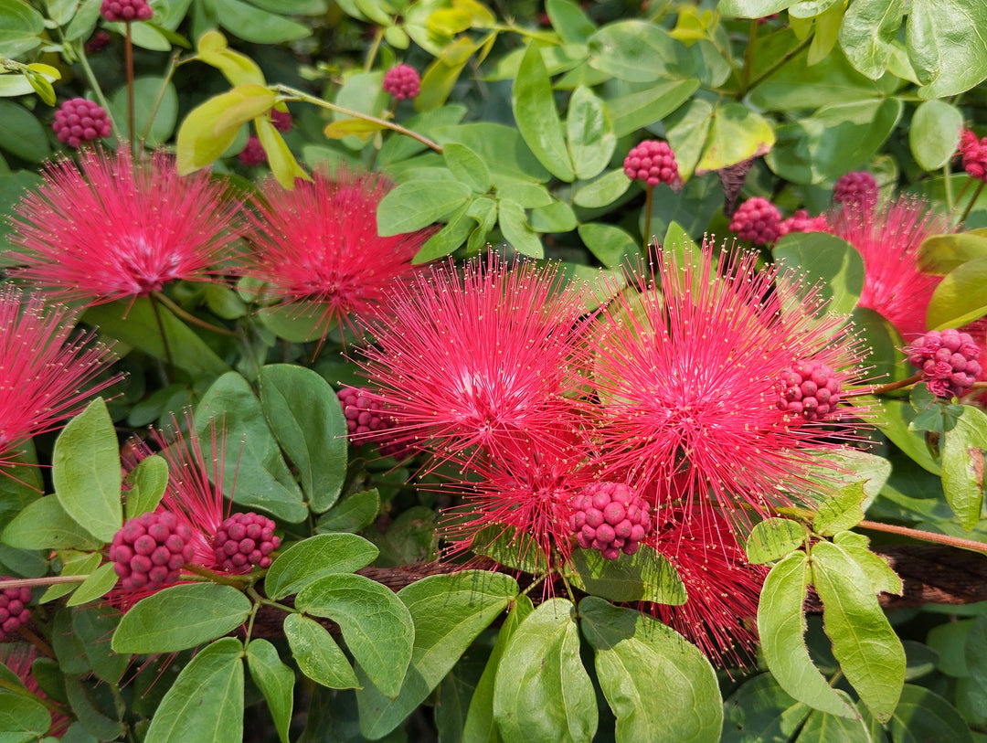 Calliandra haematocephala Vine