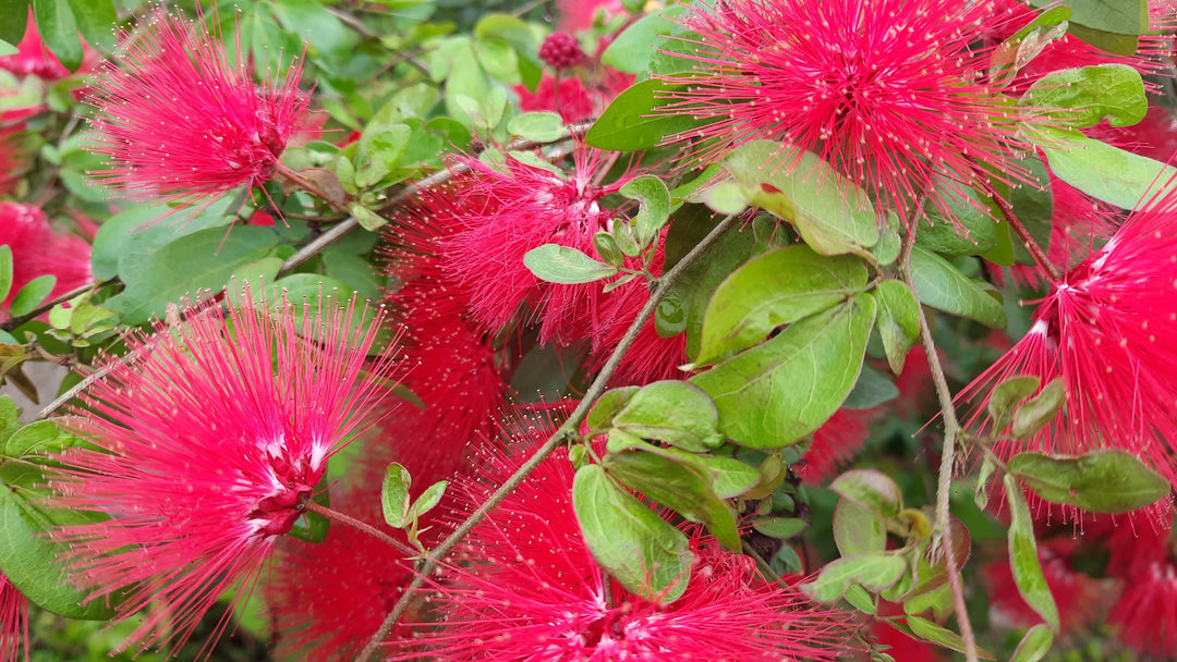 Calliandra haematocephala Vine