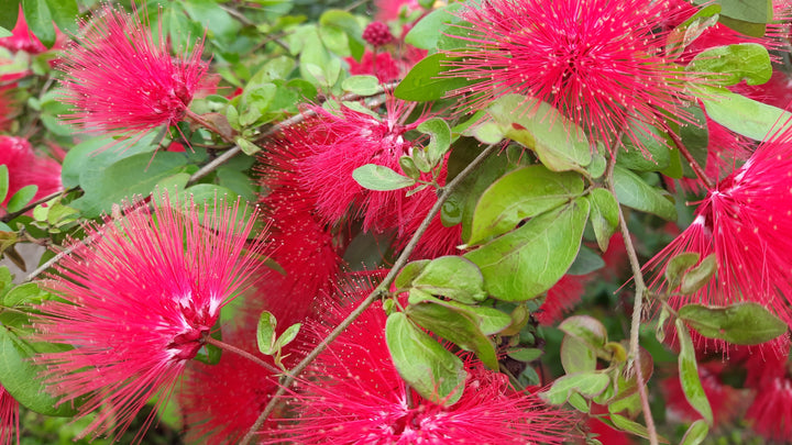 Calliandra haematocephala Vine
