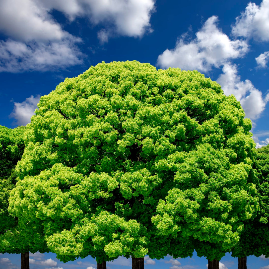 camper tree Camphor Tree
