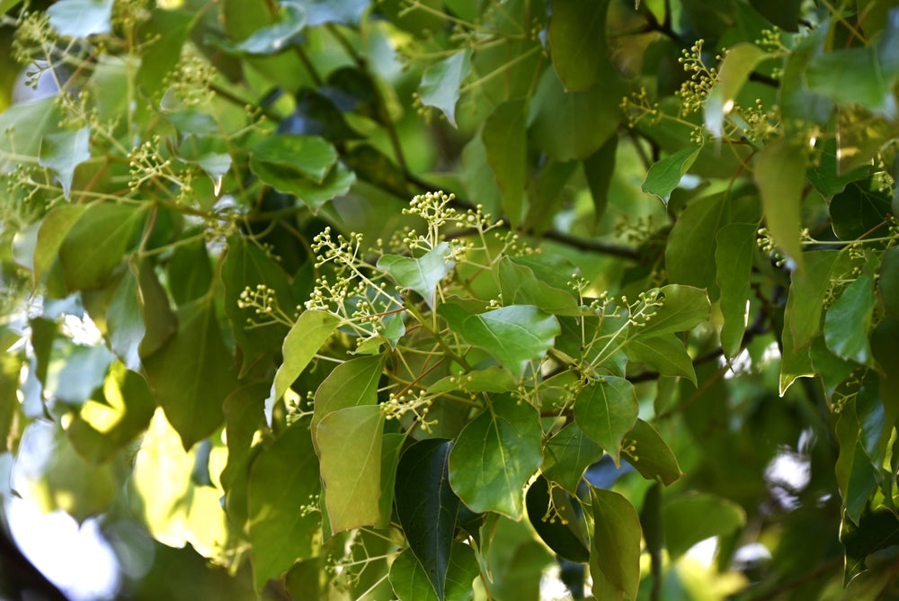 camphor tree bonsai Cinnamomum camphora (Camphor Tree)
